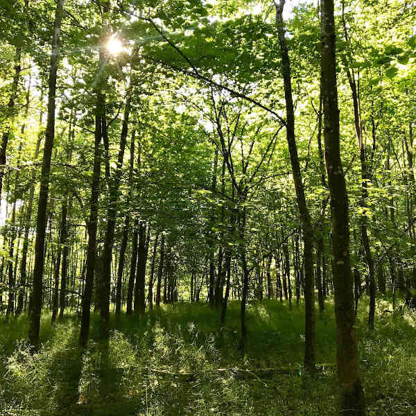 CO2-Ausgleich mit dem Aufforsten von Wäldern leisten!